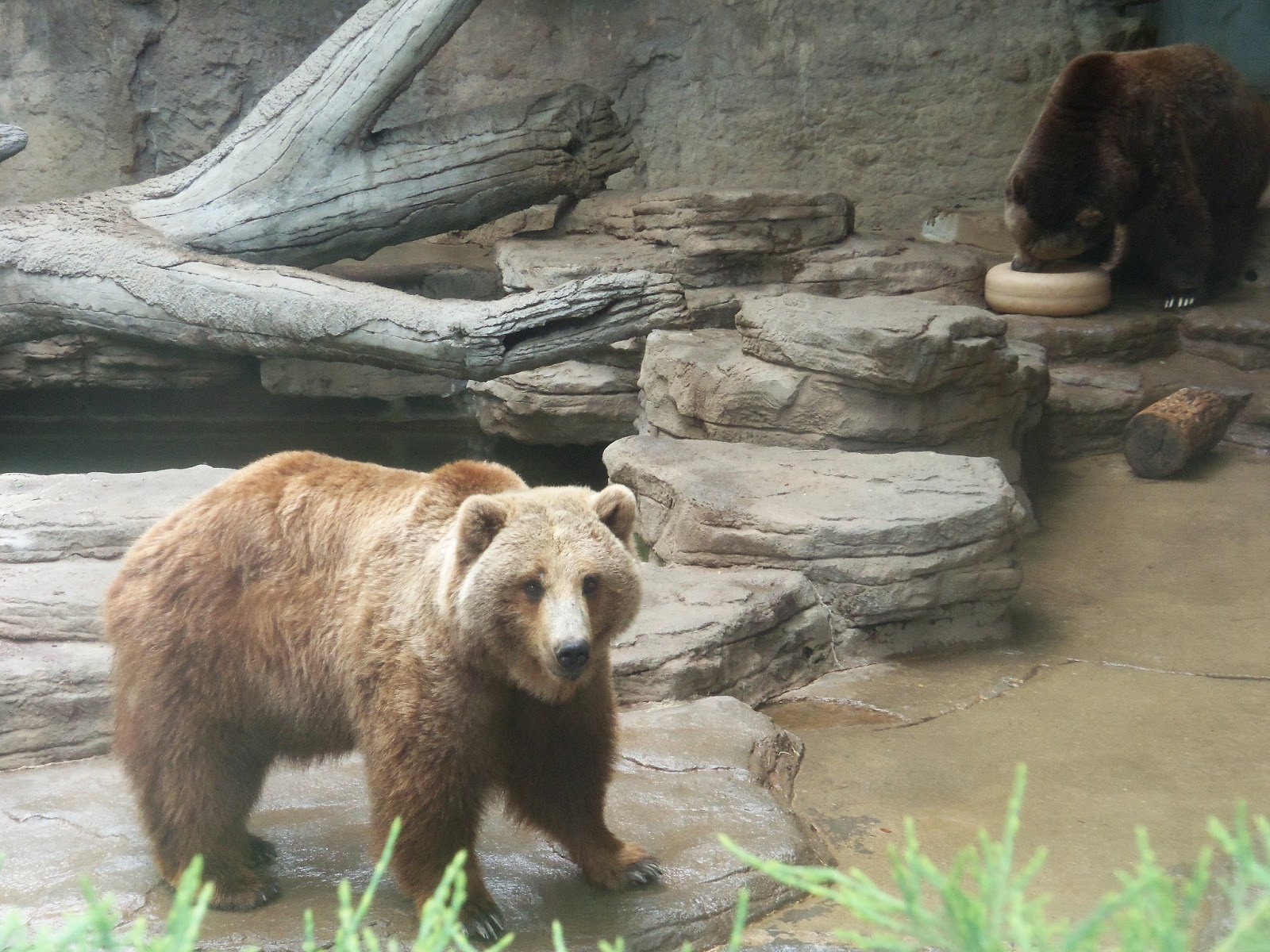 What to do in Denver: The Denver Zoo
