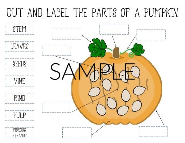 33 Parts Of The Pumpkin To Label - Labels Design Ideas 2020