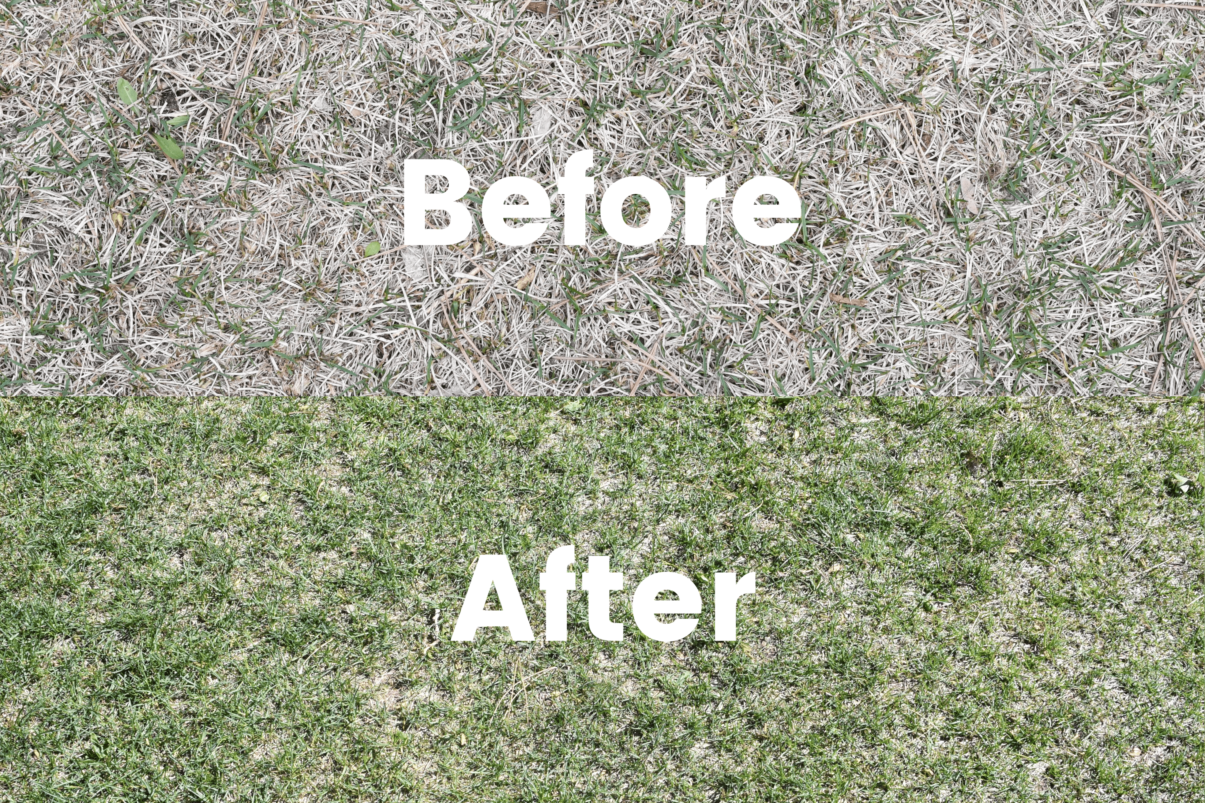 before and after of sunday lawn care