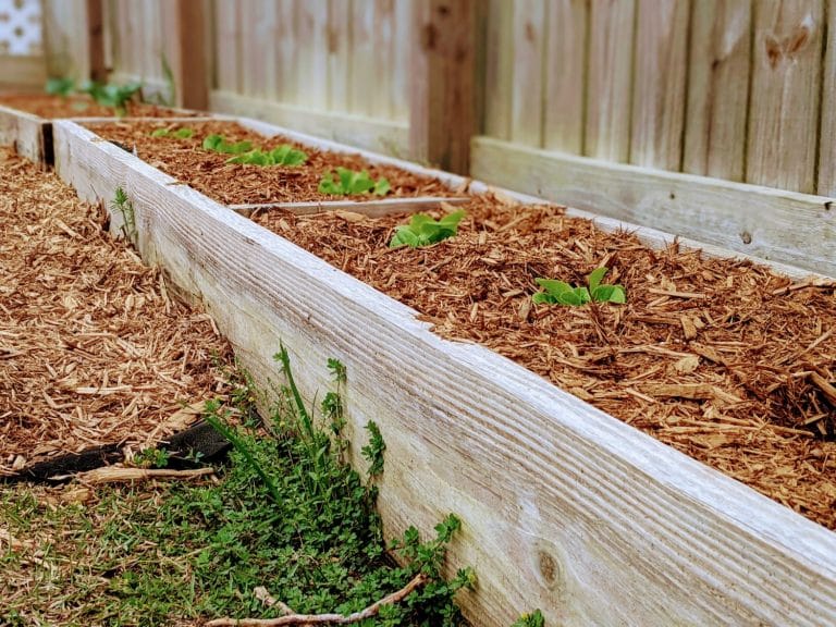 How to Make a Raised Garden Bed: Step by Step Tutorial 2023 - Clarks ...